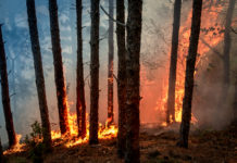 건조해지는 날씨, 산불 발생에 주의