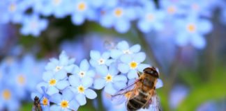 야외활동 시 벌 쏘임 사고에 주의하세요!