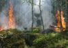 임야화재 절반이 2월에서 4월 사이 집중 발생!
