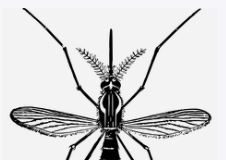 모기 등 해충, 이제 빅데이터로 미리 잡는다