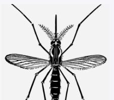 모기 등 해충, 이제 빅데이터로 미리 잡는다