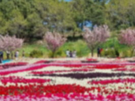 봄철 지역축제 안전관리 강화! 특별대책기간 운영