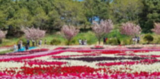봄철 지역축제 안전관리 강화! 특별대책기간 운영